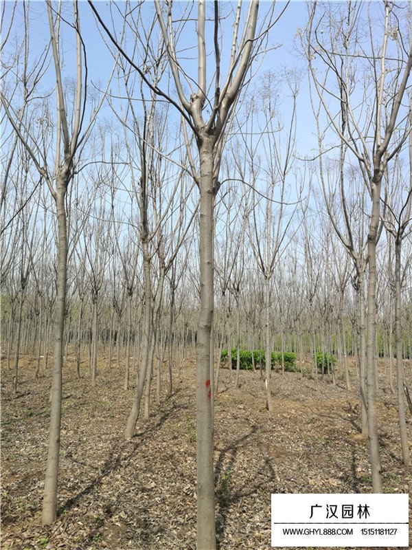 不同規(guī)格欒樹的價格(圖3)