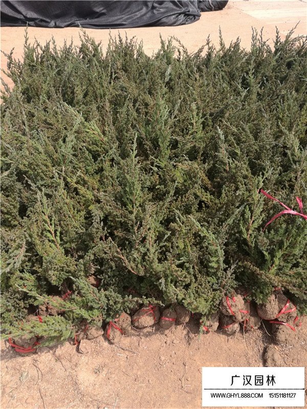 鋪地柏的生長環(huán)境(圖1)