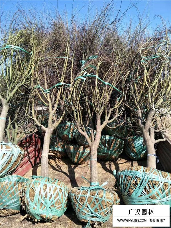 日本紅楓的嫁接技術(shù)(圖2)