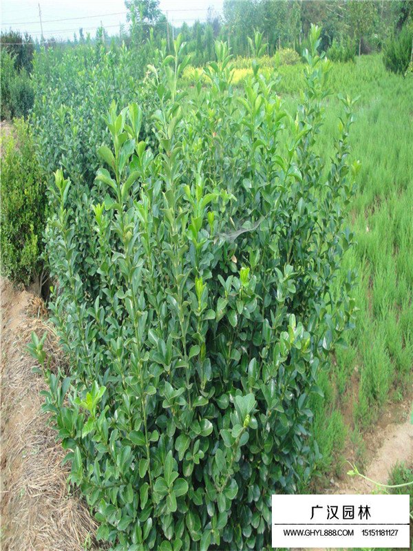 不同規(guī)格衛(wèi)矛球的價格(圖3)