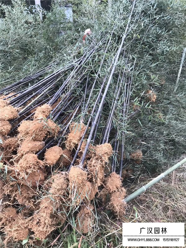 紫竹苗什么價格(圖4)