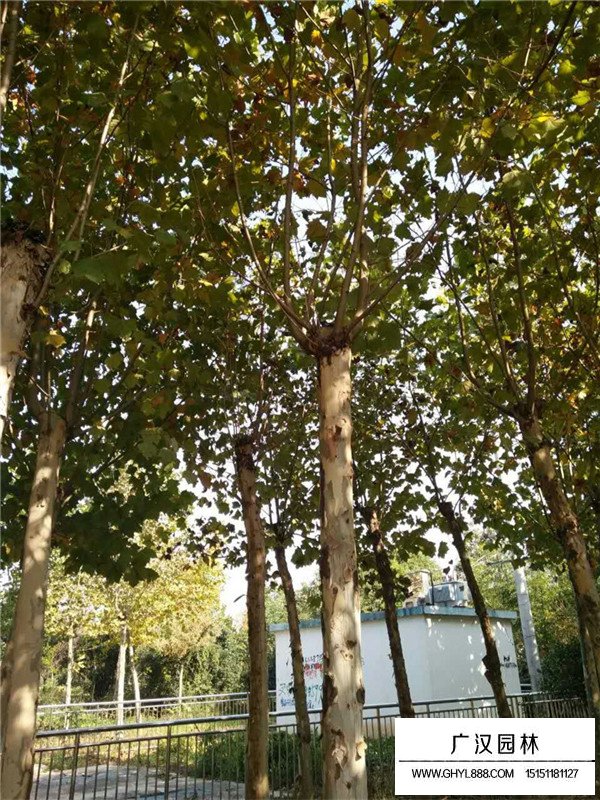 哪里有懸鈴木基地(圖3)