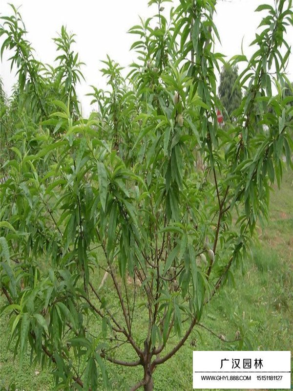 桃樹的種植技術(shù)(圖2)