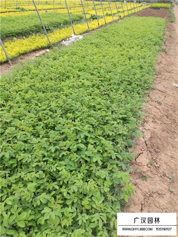 玫瑰花的作用(圖2)