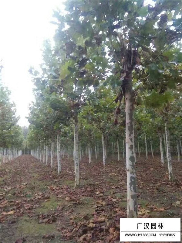 懸鈴木的介紹(圖1)