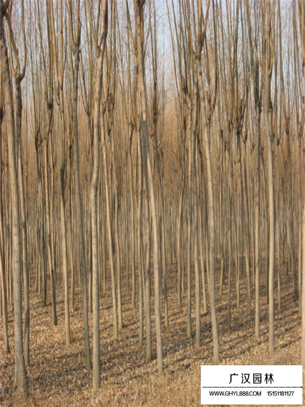 千頭椿的繁殖方法(圖2)