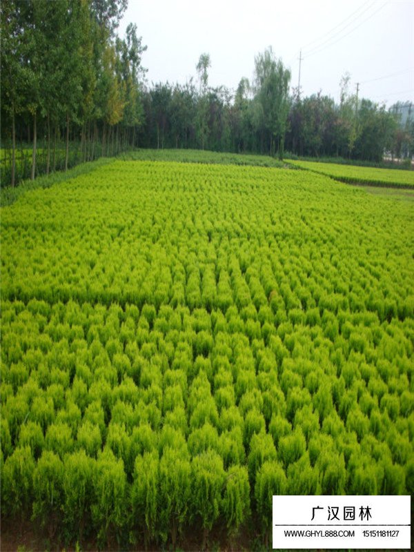 灑金柏在城市綠化中的應用(圖3)