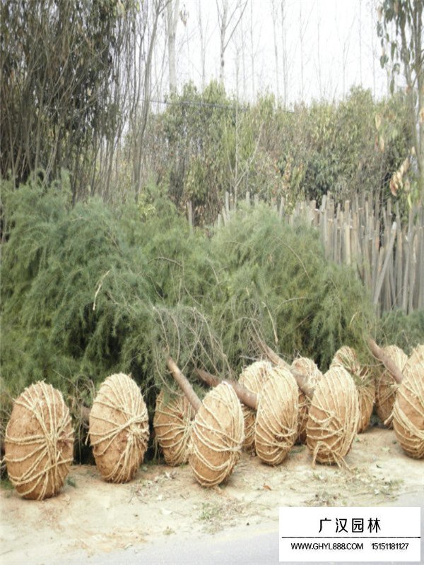 雪松的生長(zhǎng)氣候(圖3)