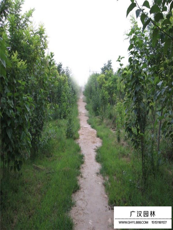 桑樹(shù)的經(jīng)濟(jì)價(jià)值(圖1)