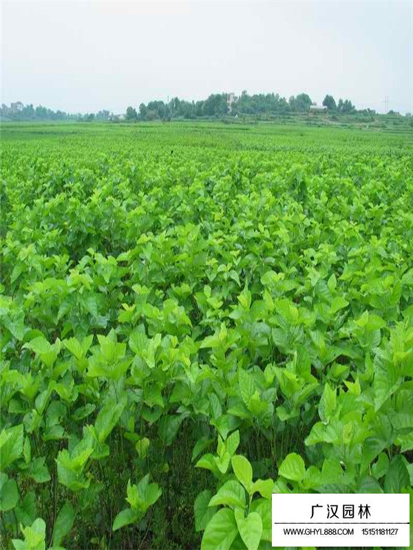 桑樹(shù)的經(jīng)濟(jì)價(jià)值(圖3)