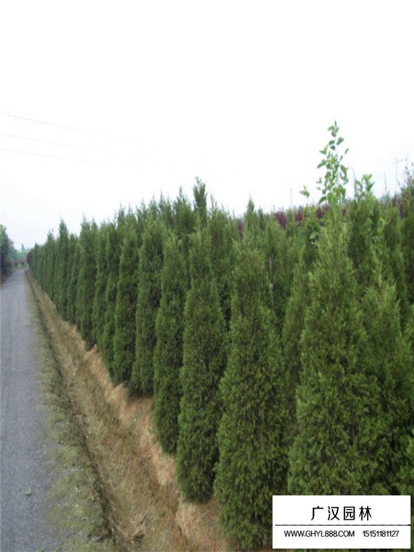 圓柏幼苗的種植過(guò)程(圖2)