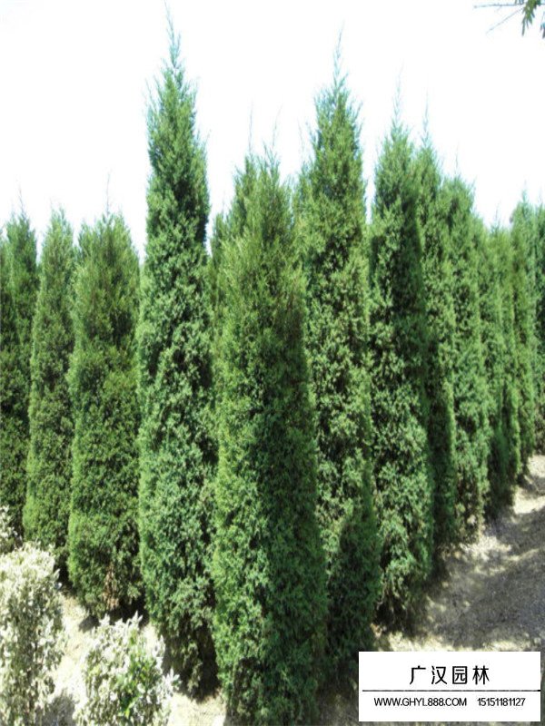 圓柏幼苗的種植過(guò)程(圖3)