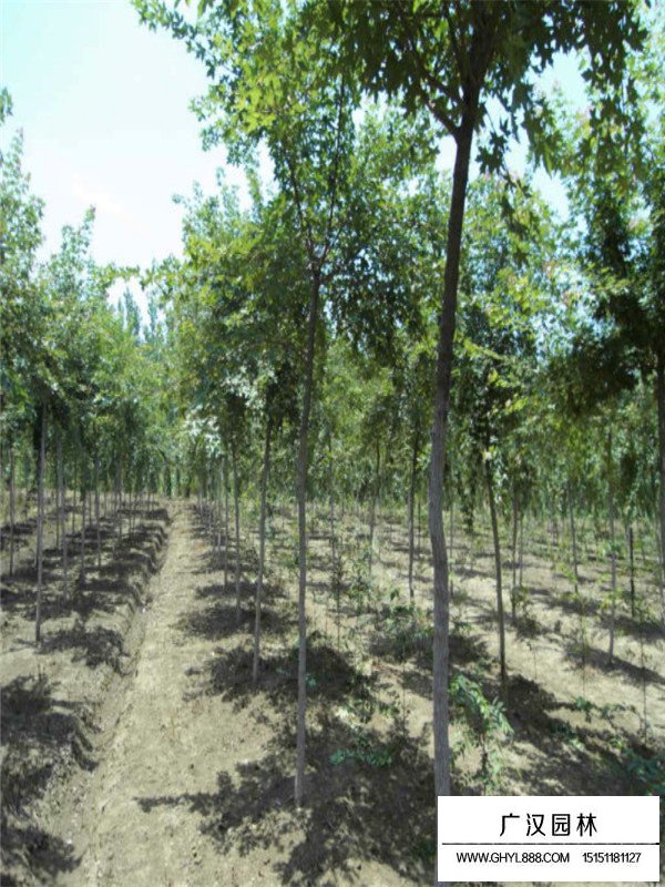 三角楓不同規(guī)格的價(jià)格(圖2)