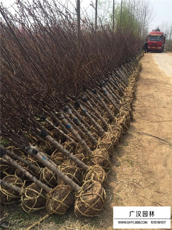 榆葉梅的主要分布(圖3)