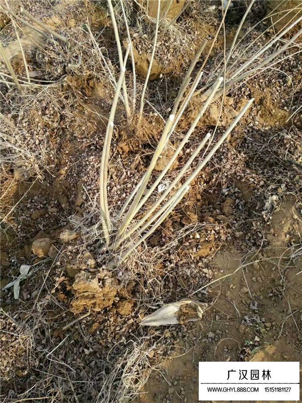 不同規(guī)格紫穗槐價格(圖1)