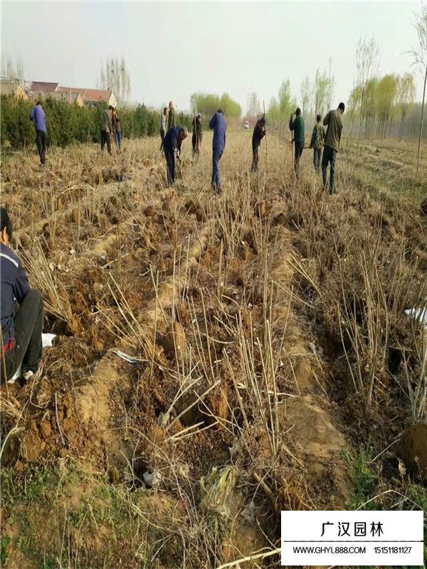 不同規(guī)格紫穗槐價格(圖2)