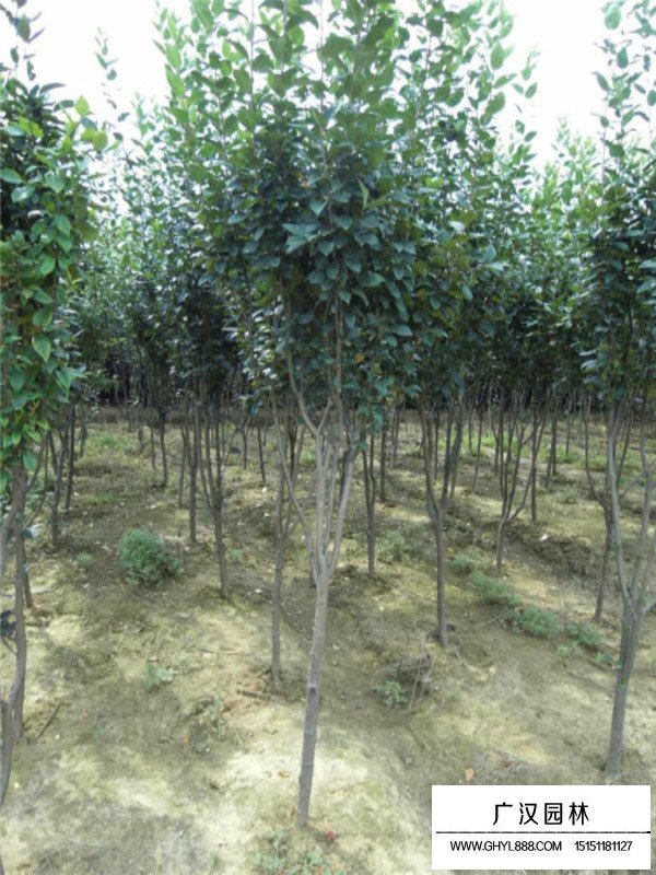 西府海棠苗的種植方法(圖3)