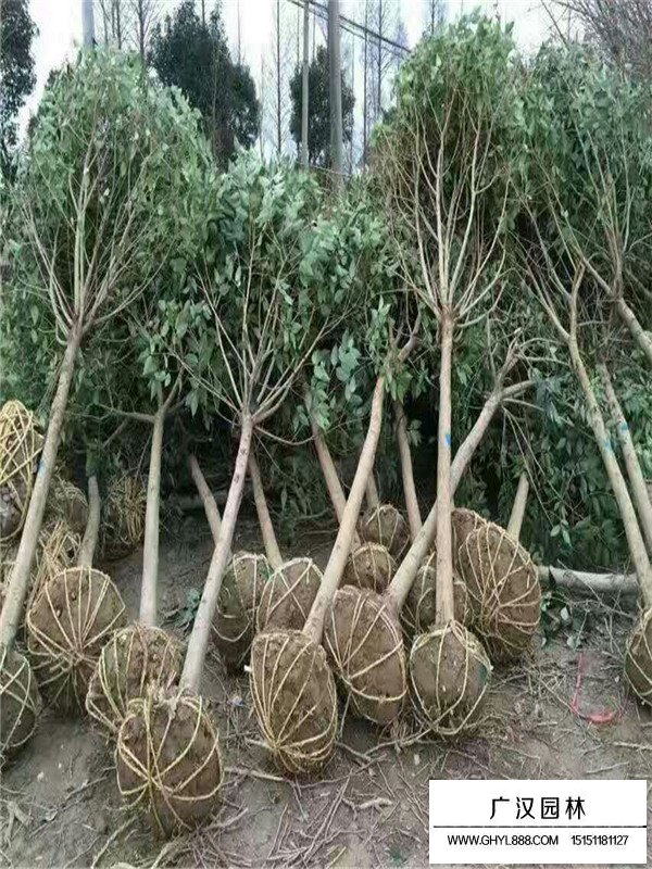 大葉女貞培育技術(shù)(圖1)