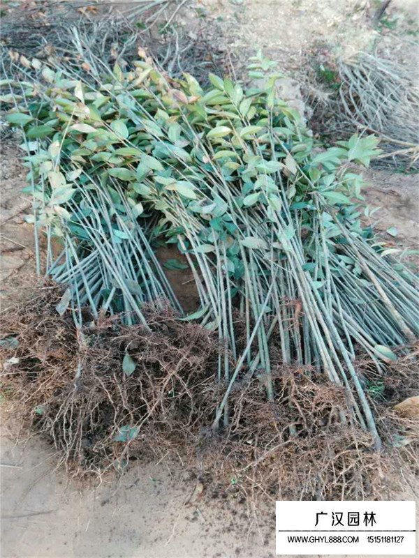 大葉女貞培育技術(shù)(圖3)