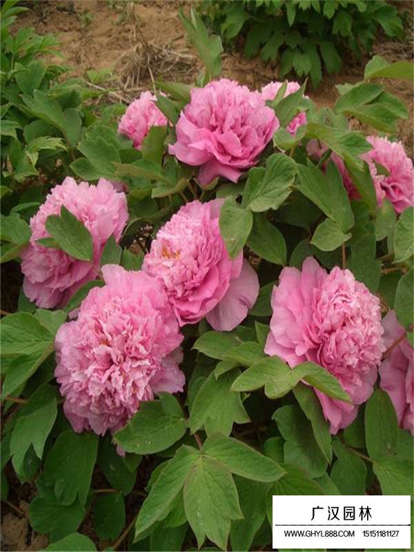 芍藥花應(yīng)該怎么養(yǎng)(圖3)