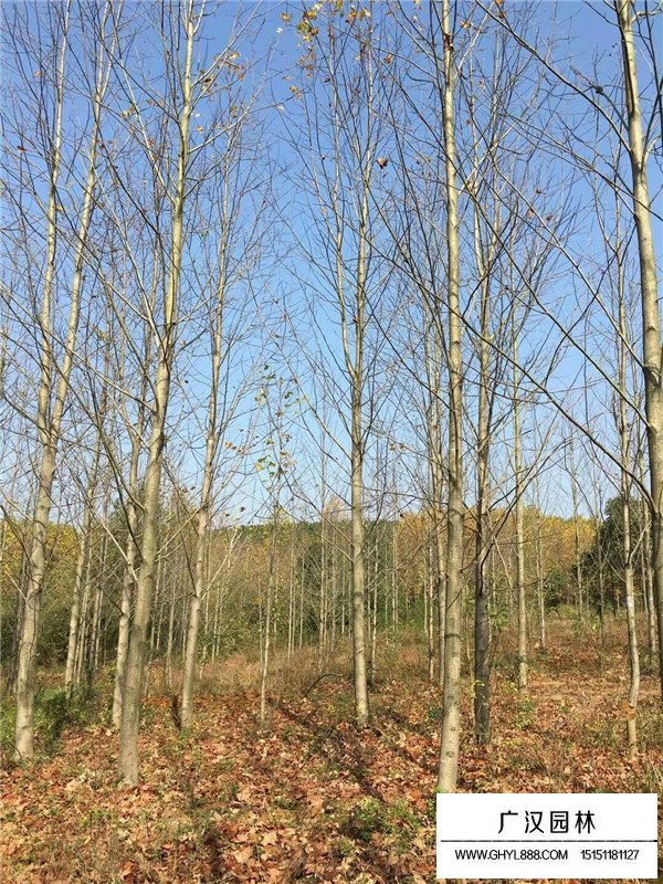 馬褂木的種植維護(圖3)