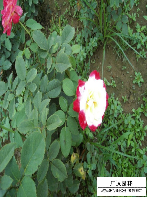 藤本月季的適宜溫度(圖1)