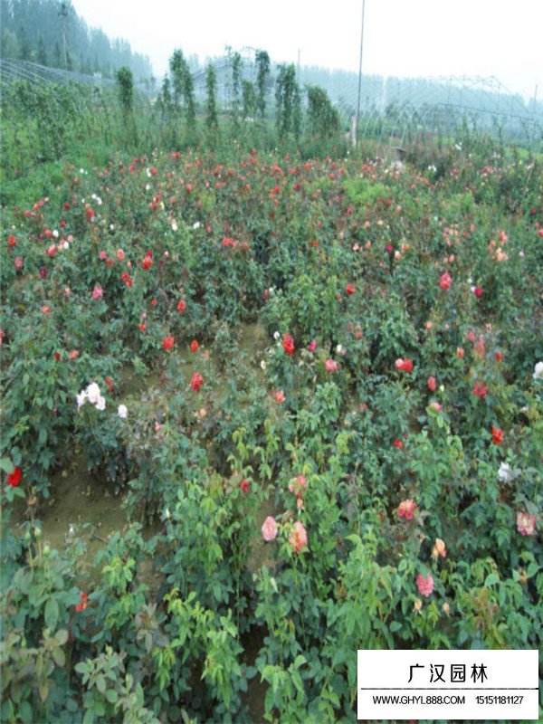 藤本月季的適宜溫度(圖3)