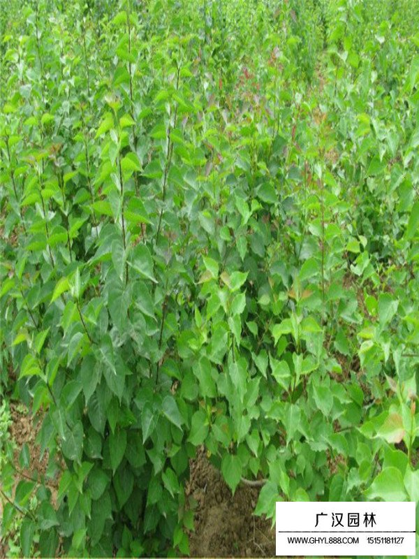 紫丁香的批發(fā)問題(圖2)