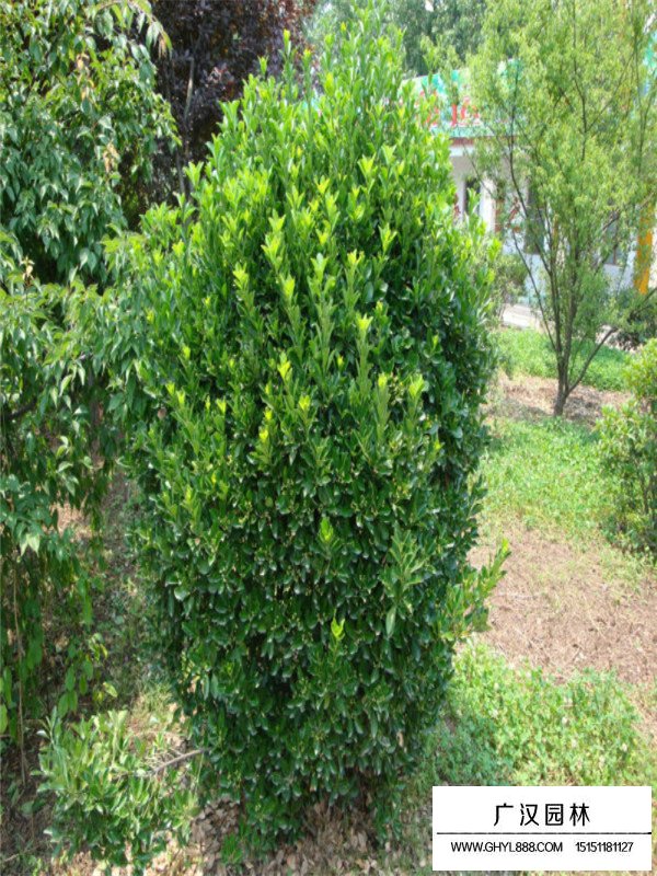 不同高度大葉黃楊的價格(圖3)