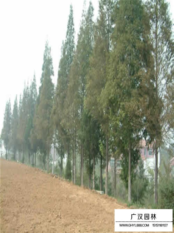 水杉的扦插技術(shù)(圖3)