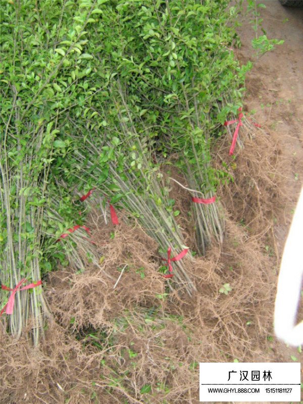 批發(fā)小葉女貞(圖3)