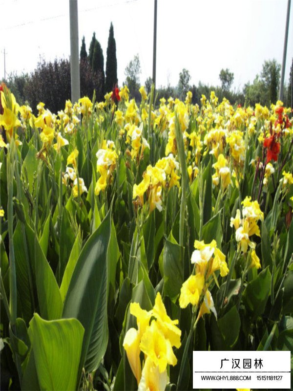 不同美人蕉的價(jià)格(圖3)