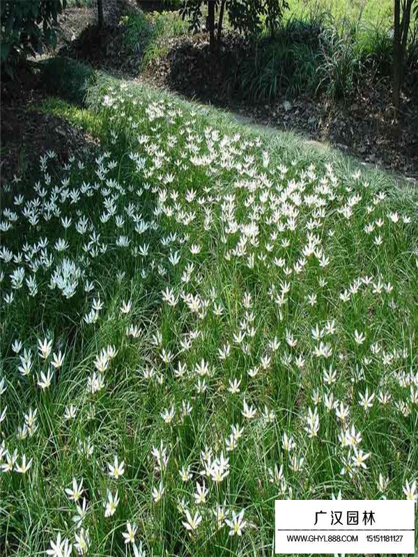 蔥蘭有什么花語(圖3)