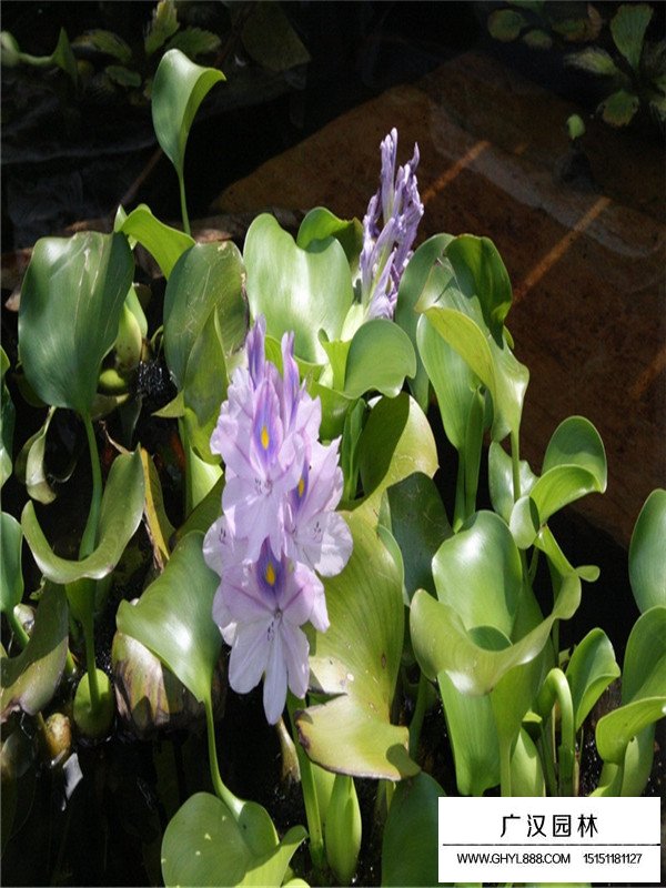 水葫蘆什么價(jià)格(圖2)