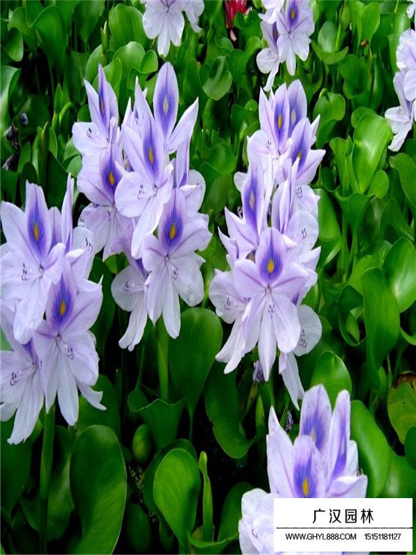 水葫蘆什么價(jià)格(圖3)