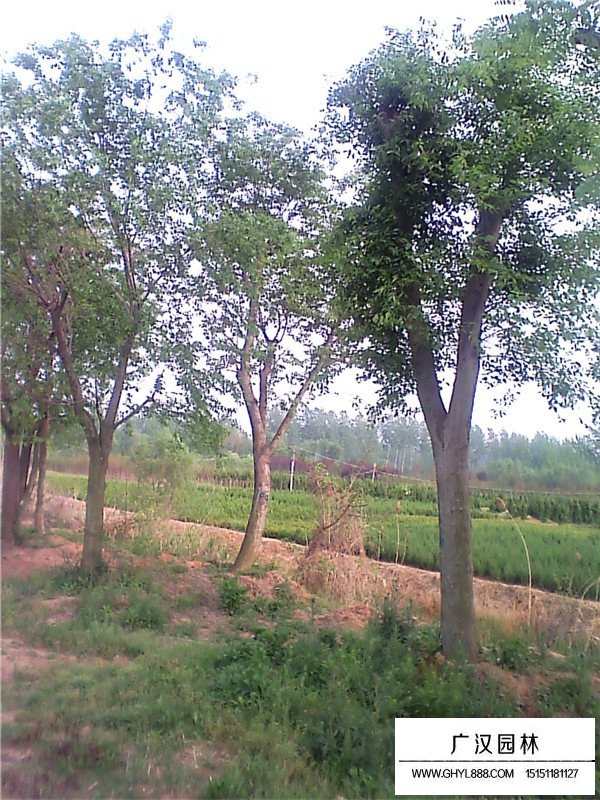 不同直徑樸樹的價格(圖3)