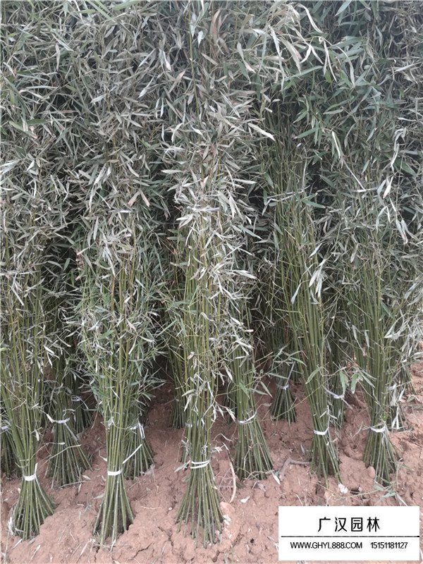 早園竹去哪里批發(fā)(圖2)