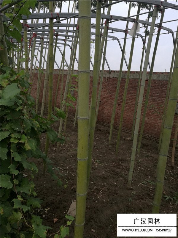 早園竹去哪里批發(fā)(圖3)