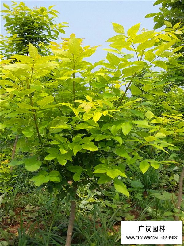 金葉白蠟不同規(guī)格的價(jià)格(圖2)