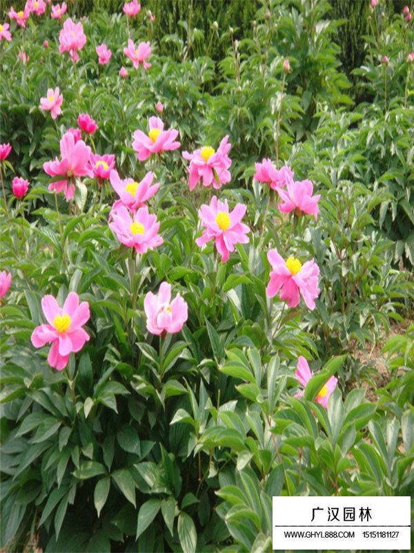 芍藥花適宜生長的溫度(圖2)