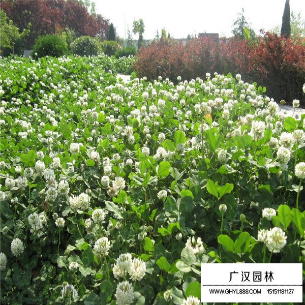 不同等級白三葉種子的價格(圖2)