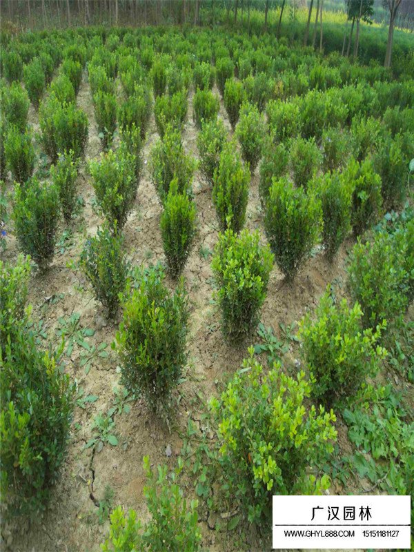 不同冠幅小葉黃楊球價格(圖3)