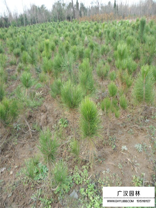 馬尾松的播種繁殖方法(圖1)