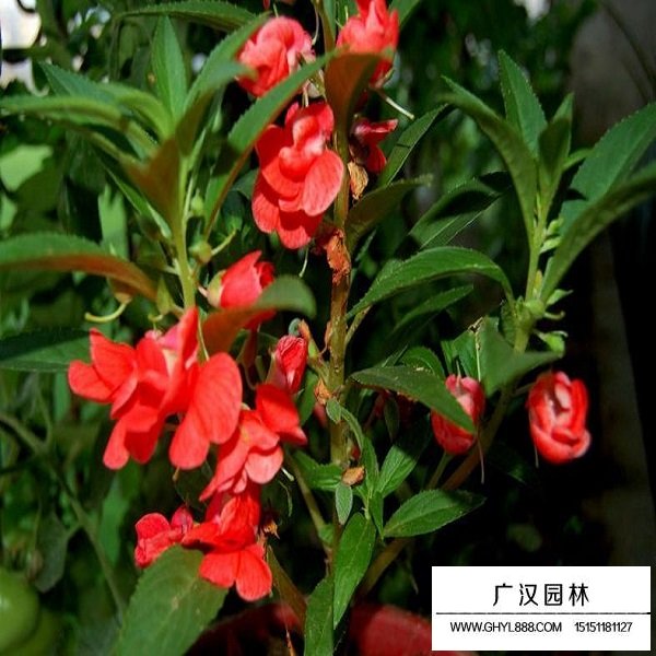 植物盲盒知多少(圖2)