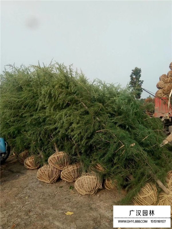 雪松不同規(guī)格的價格(圖3)