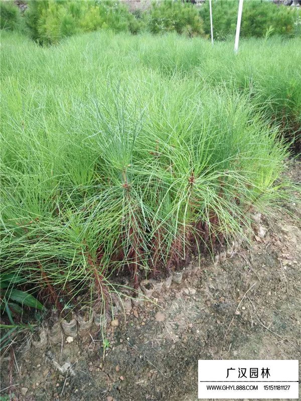 馬尾松的基本形態(tài)(圖2)