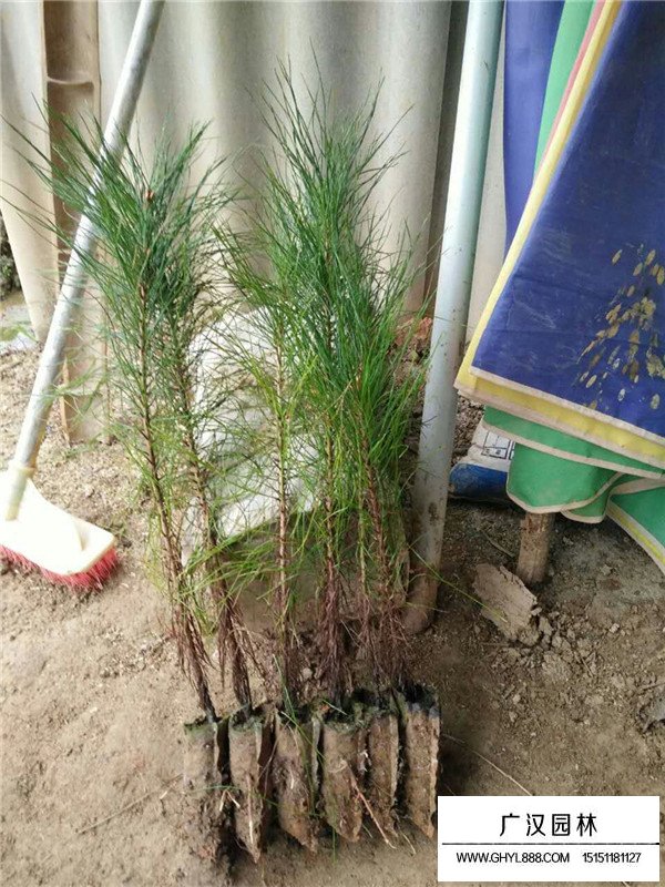 馬尾松的基本形態(tài)(圖3)