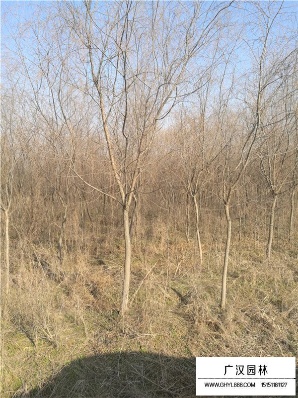 不同胸徑金絲垂柳的價格(圖1)