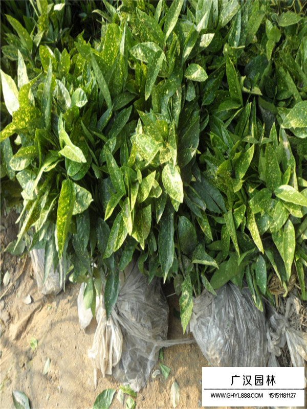 灑金珊瑚苗的扦插法(圖3)