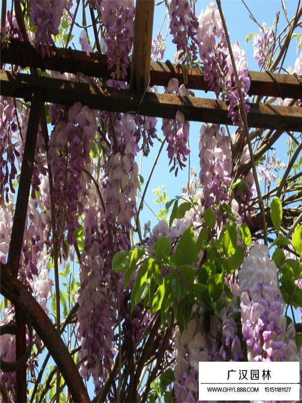 不同地徑紫藤樹的價格(圖2)